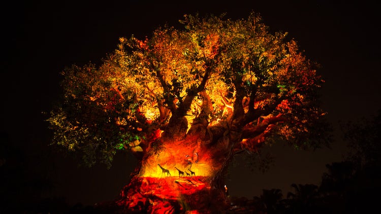 The Tree of Life awakening during the after-dark evening hours at Disney's Animal Kingdom theme park